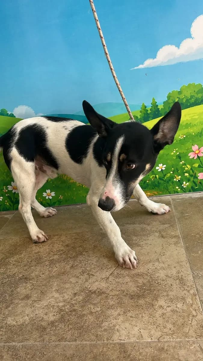 Fethiye Melez Köpek Melez Köpek, Muğla
