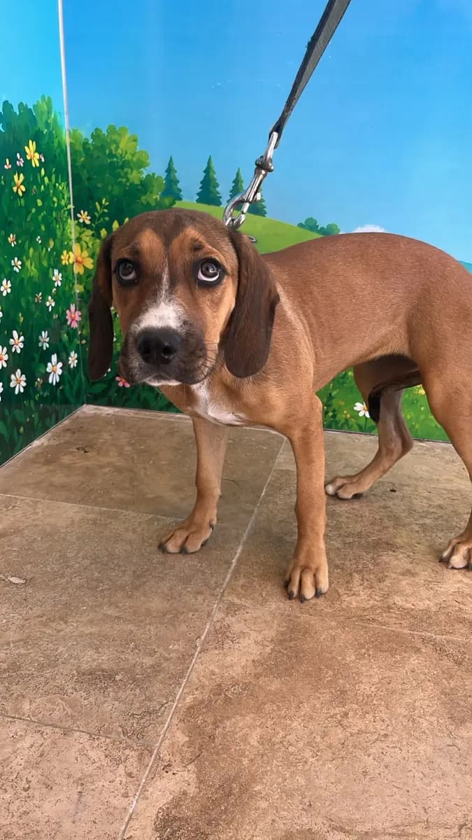 Fethiye Melez Köpek Melez Köpek, Muğla