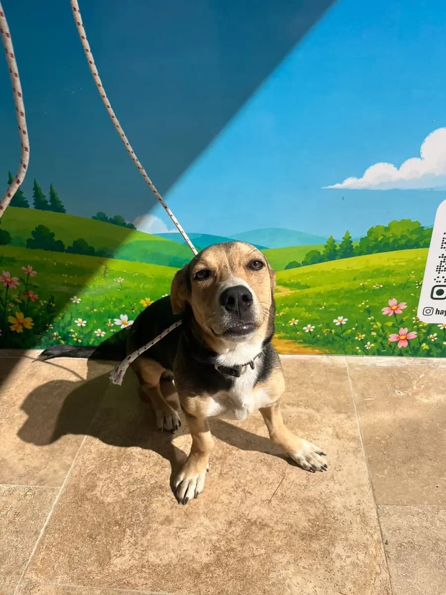 Fethiye Melez Köpek Melez Köpek, Muğla