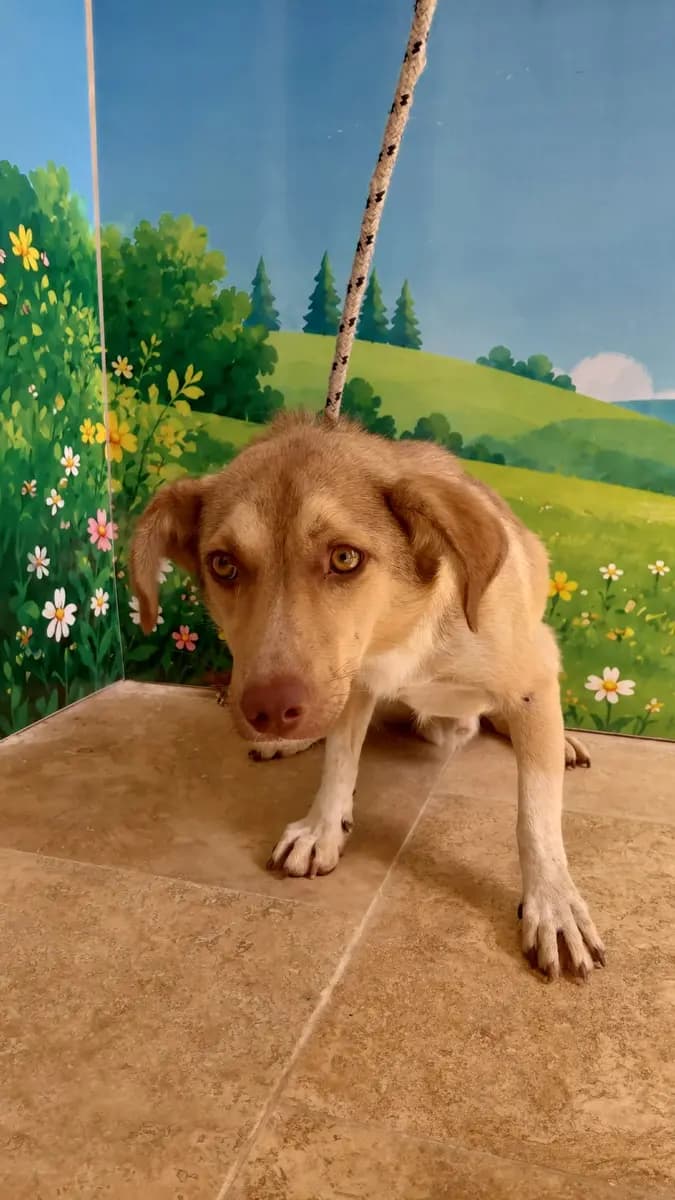 Fethiye Melez Köpek Melez Köpek, Muğla