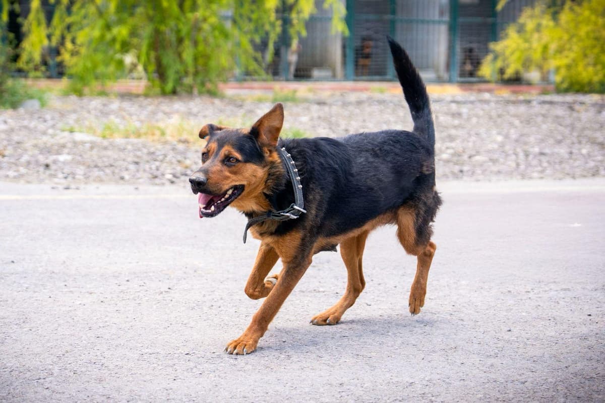 Arap Rottweiler Köpek, Ankara