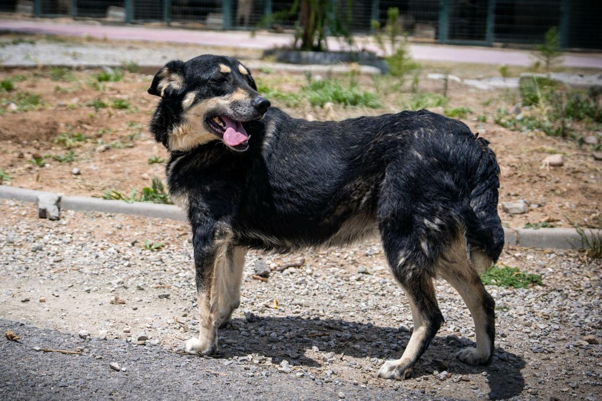Hera Melez Köpek, Ankara