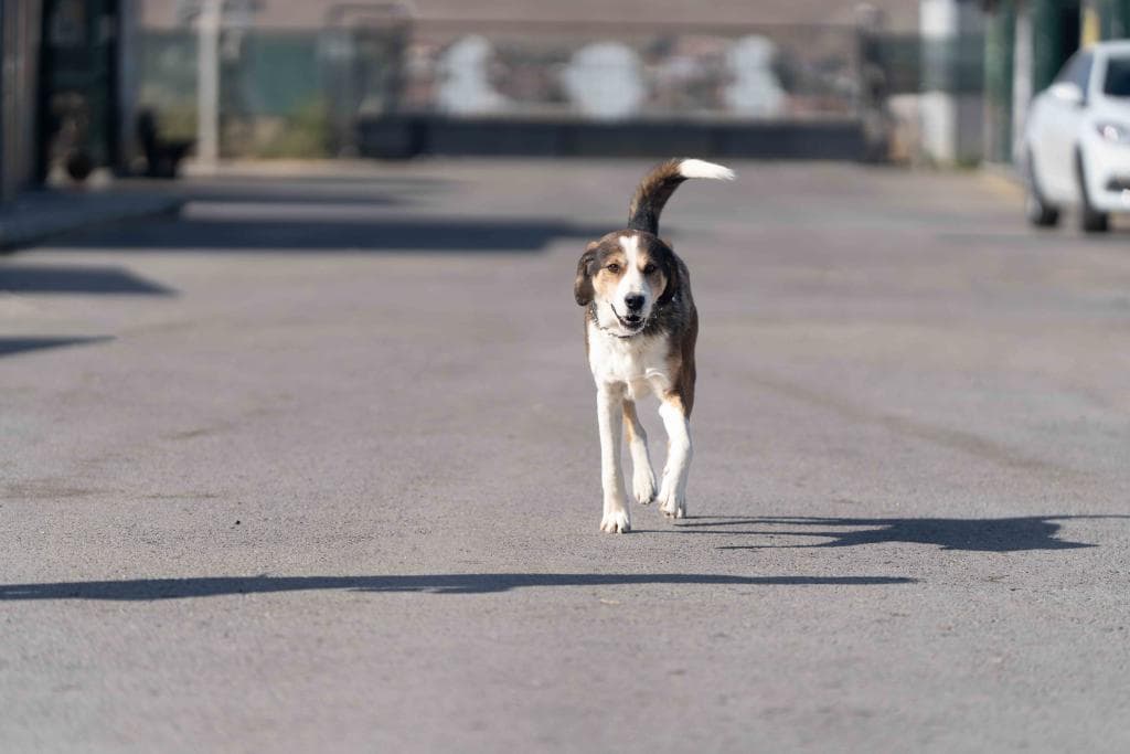 Dost Melez Köpek, Ankara