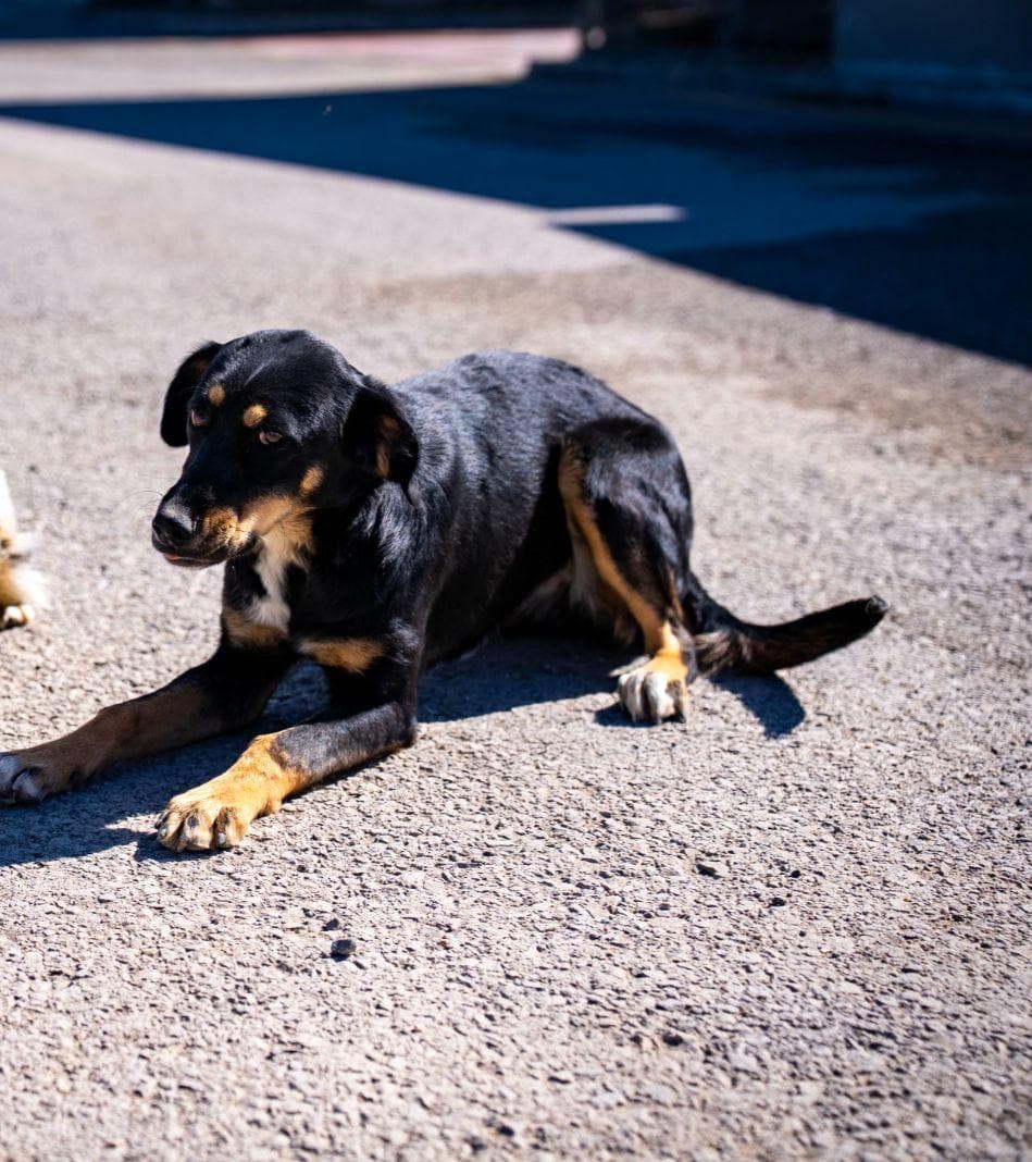 Yaman Melez Köpek, Ankara