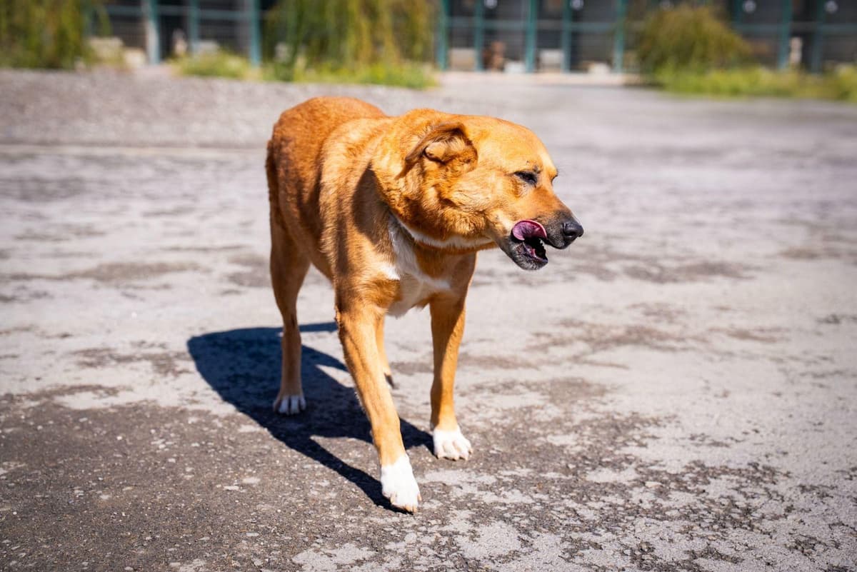 Gümüş Melez Köpek, Ankara