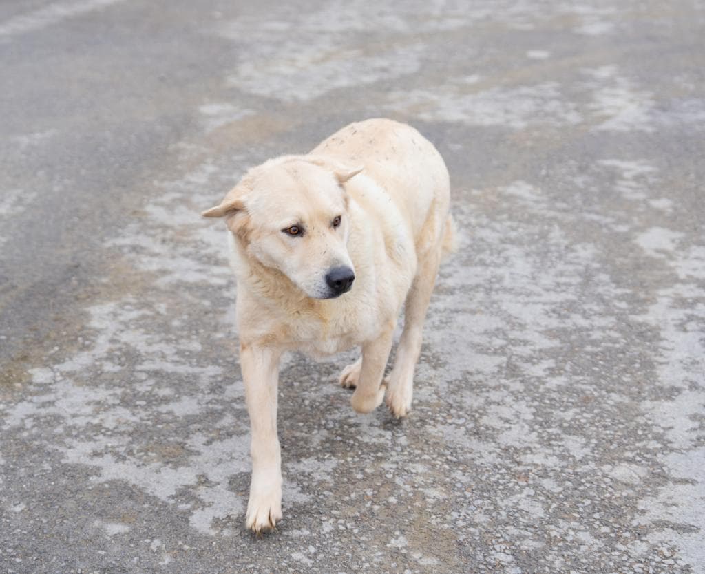 Bambi Melez Köpek, Ankara