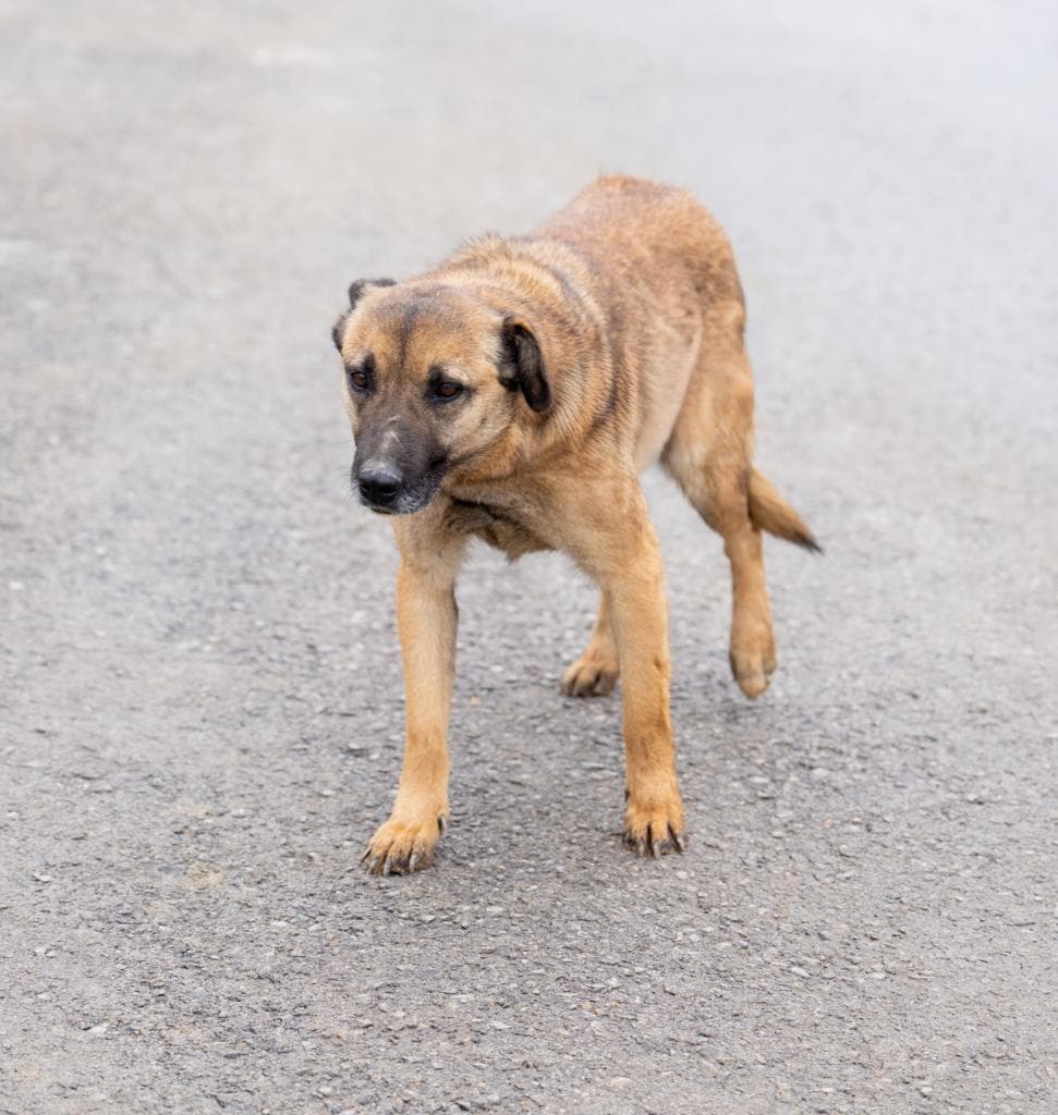 Karamel Melez Köpek, Ankara
