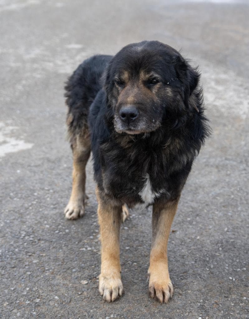 Kara Melez Köpek, Ankara