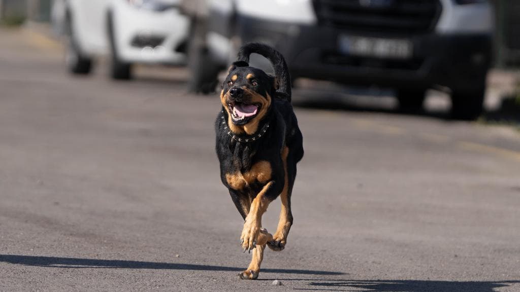 Kral Rottweiler Köpek, Ankara