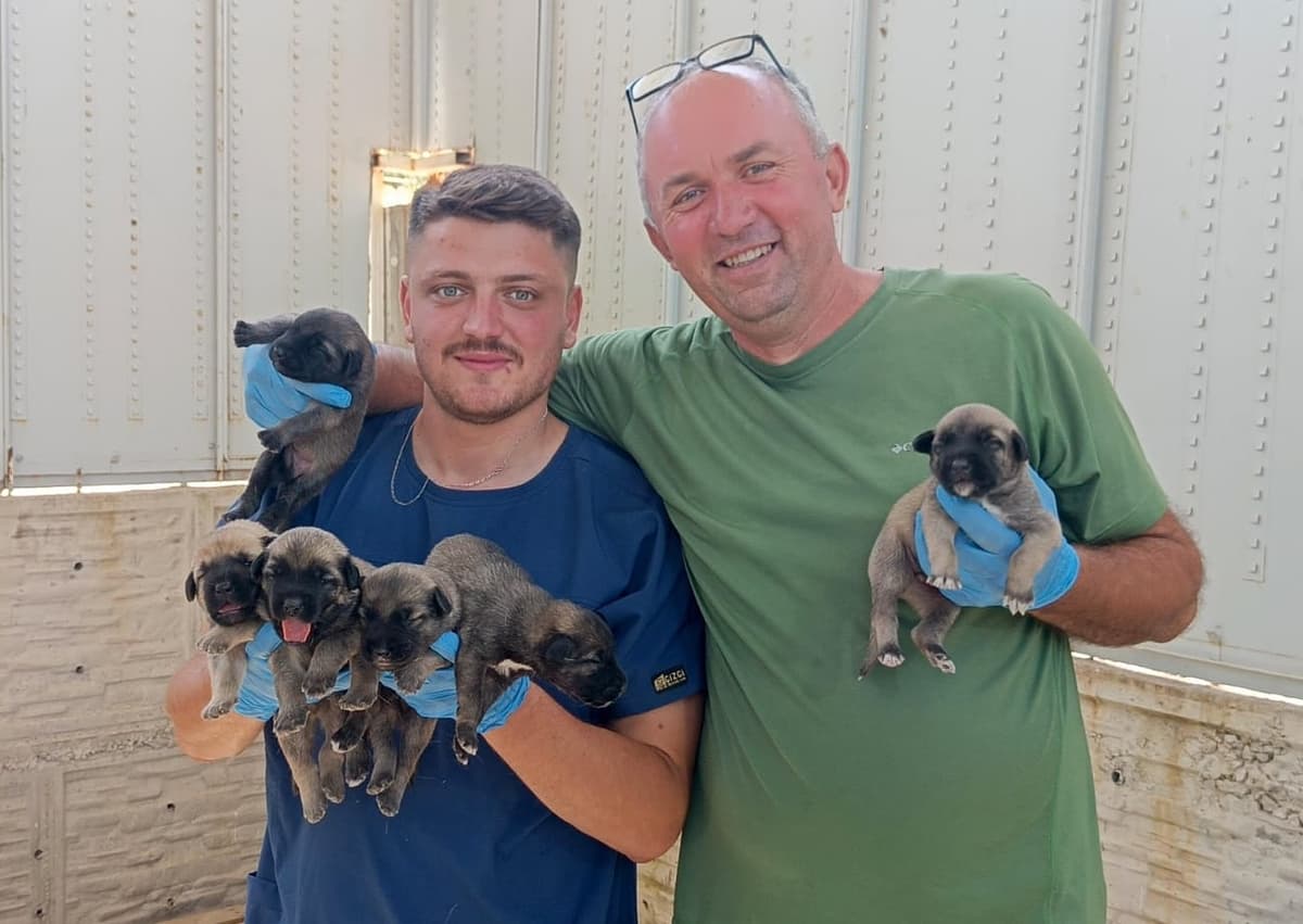 Gördes Çoban Köpeği Köpek Çoban Köpeği Köpek, Manisa