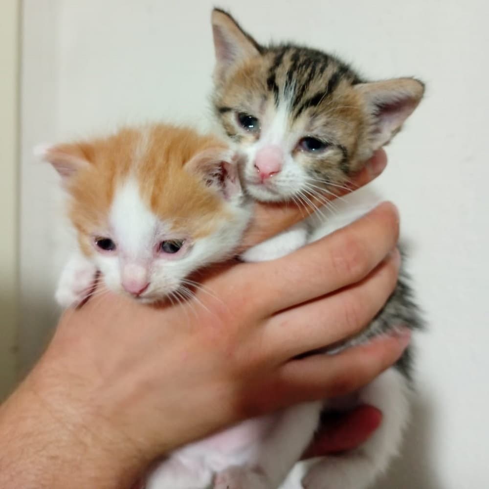 Gördes Tekir Kedi Tekir Kedi, Manisa