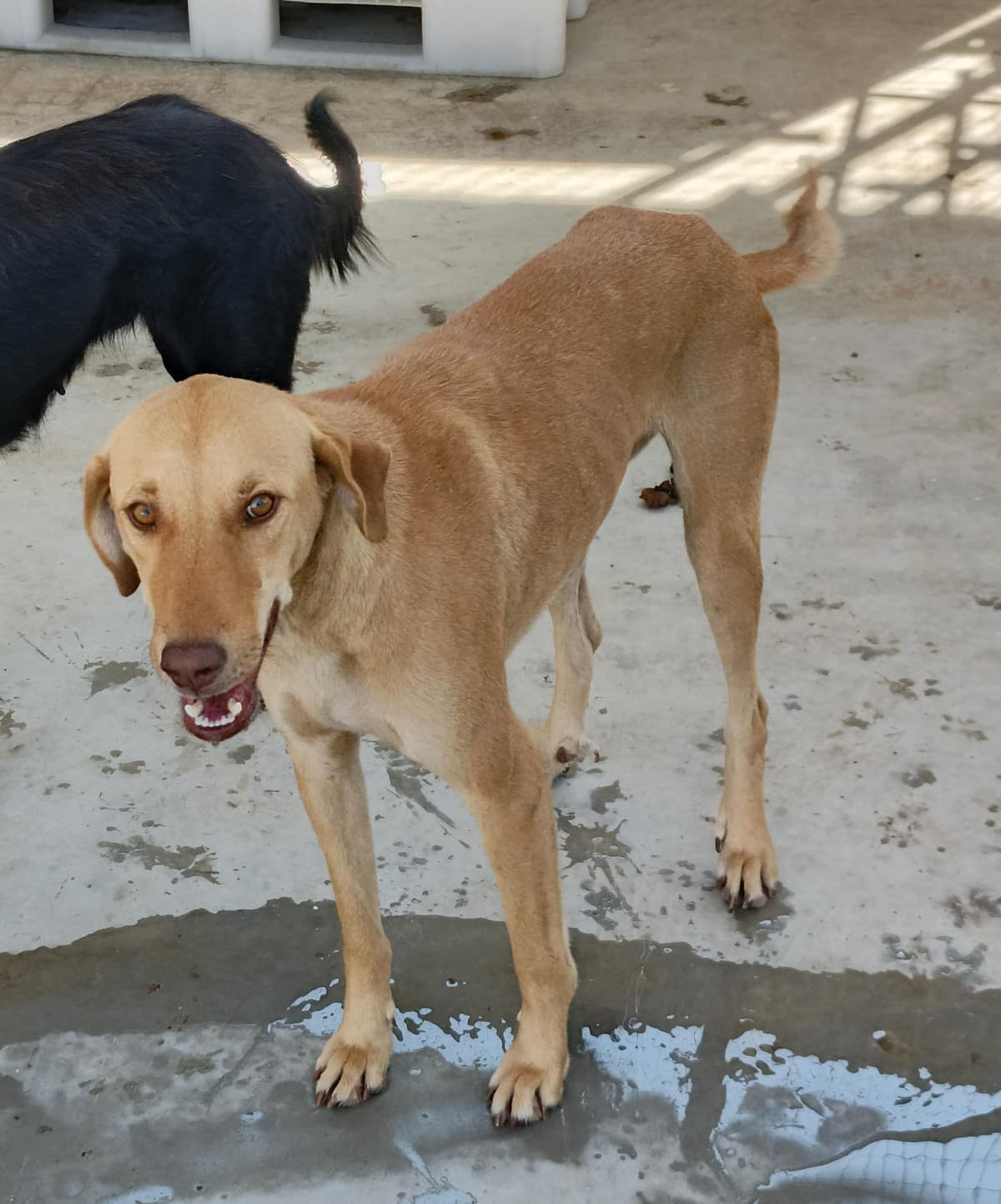 Gördes Çoban Köpeği Köpek Çoban Köpeği Köpek, Manisa