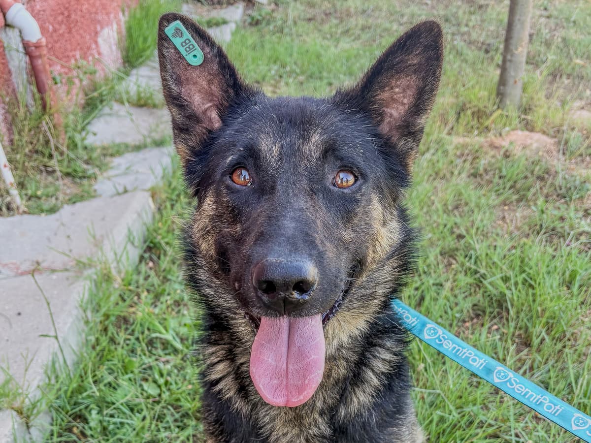 Alfred Alman Çoban Köpek, İstanbul
