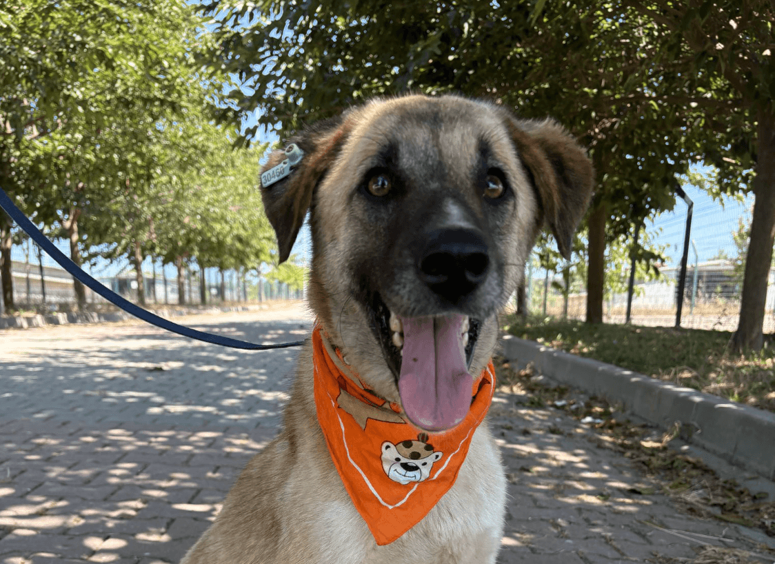 Tata Melez Köpek, İstanbul
