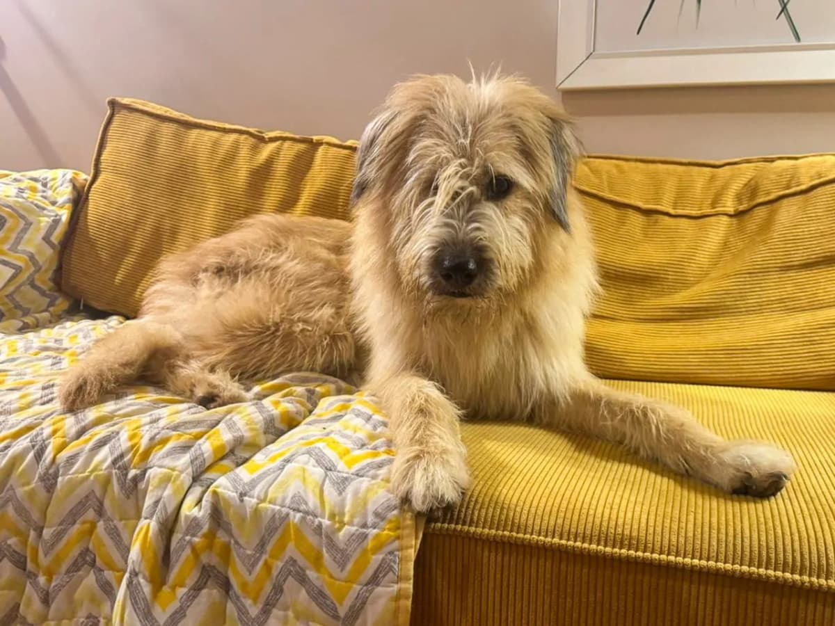 Bunny Melez Köpek, İstanbul