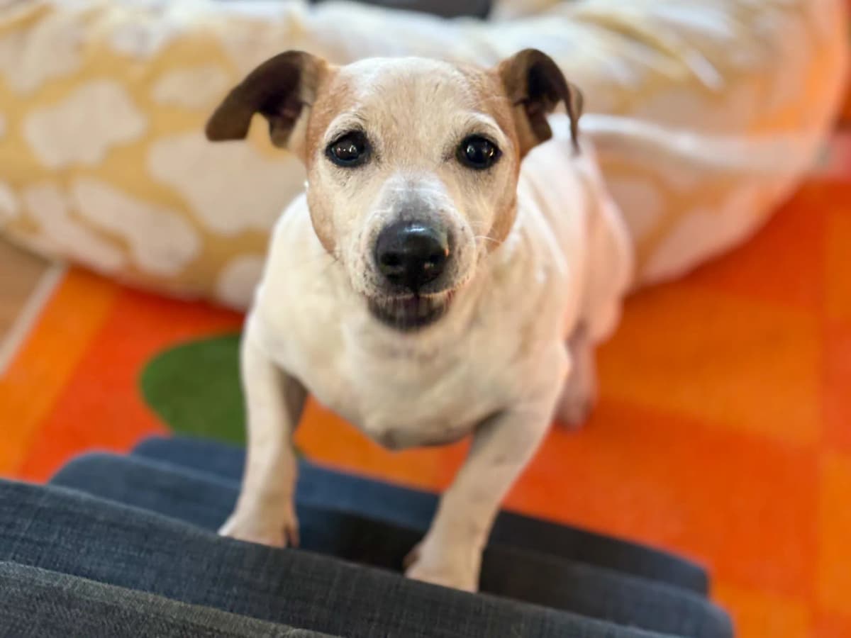 Woody Melez Köpek, İstanbul