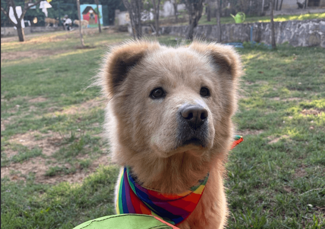 Ponpon Melez Köpek, İstanbul