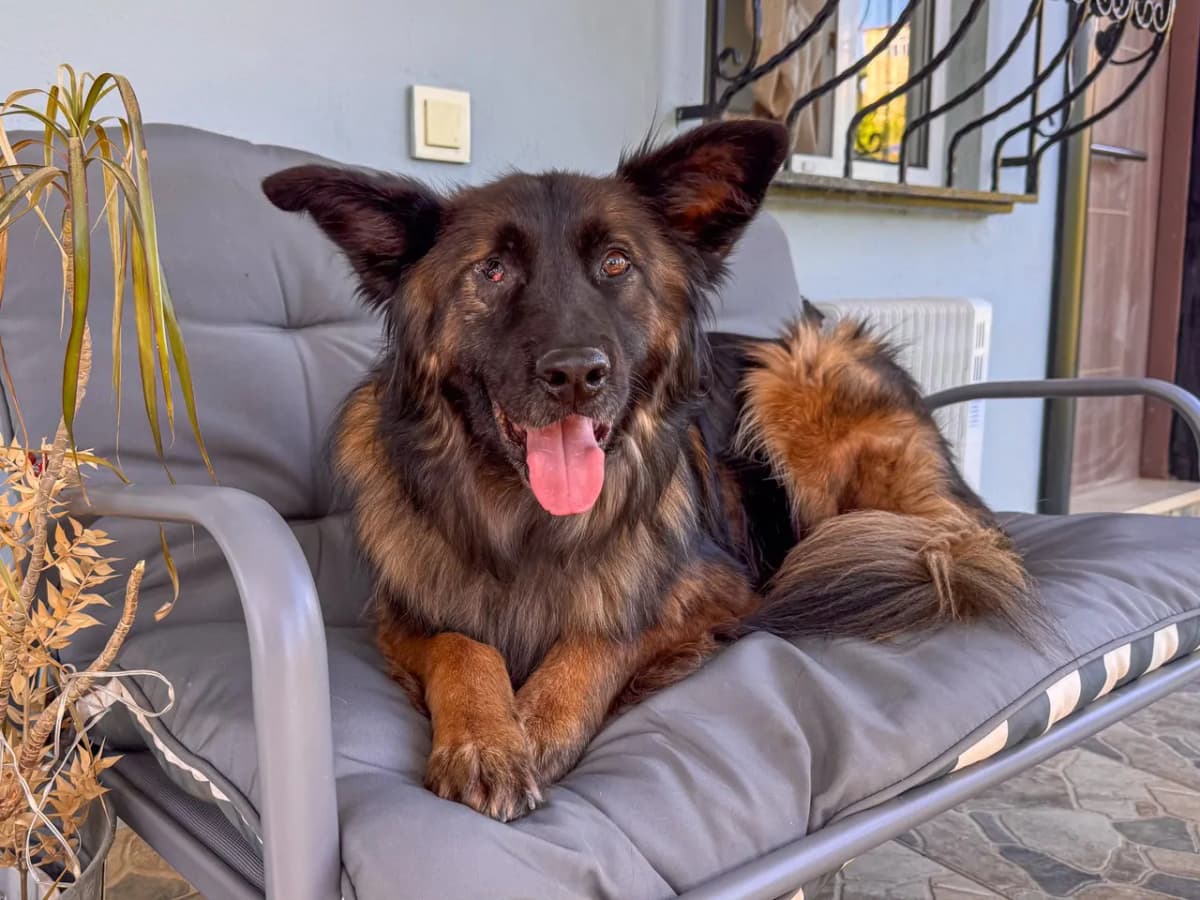 Cano Melez Köpek, İstanbul