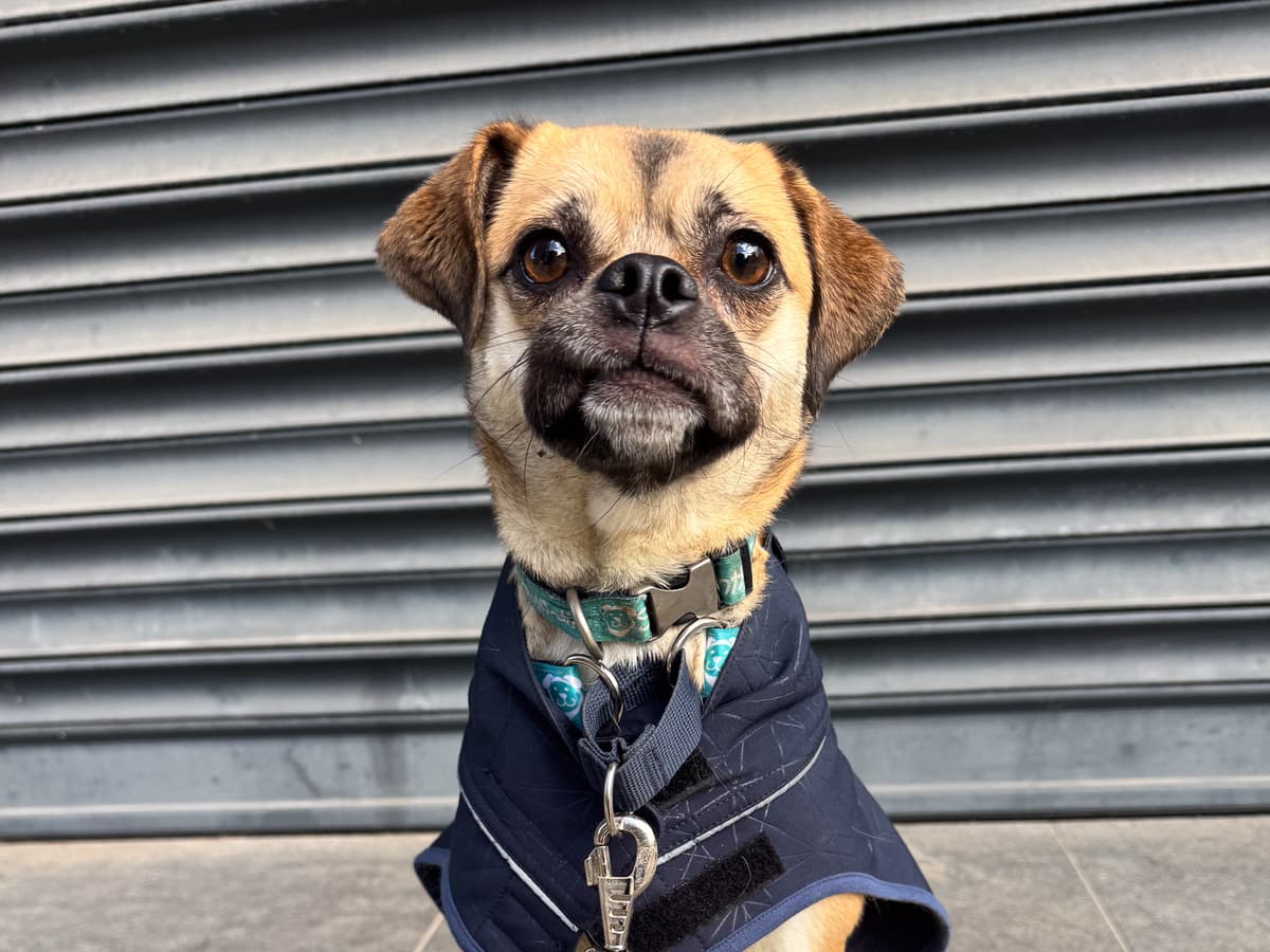 Jazz Pug Köpek, İstanbul
