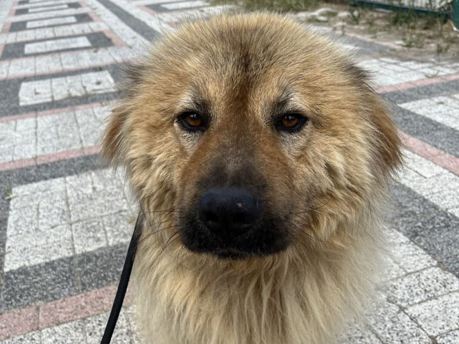 Chowy Melez Köpek, İstanbul