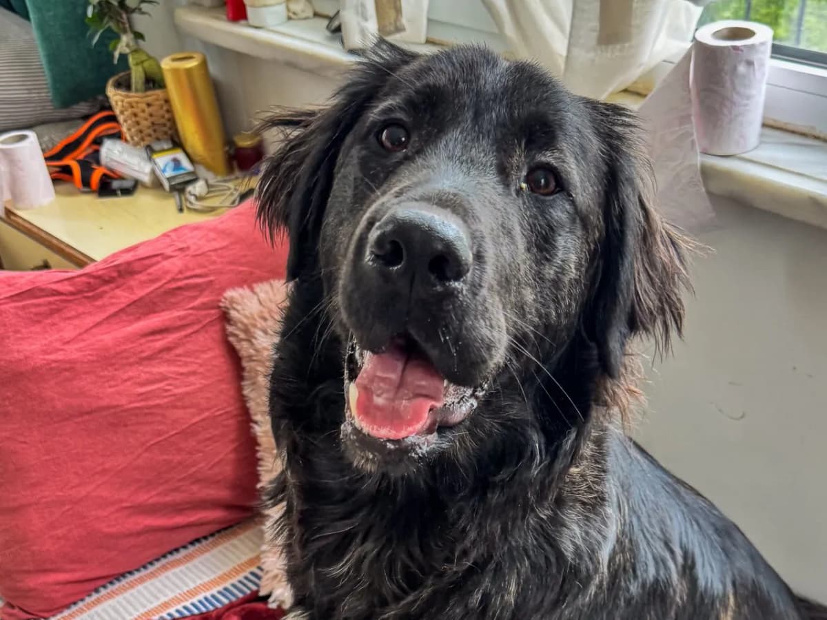 Felix Melez Köpek, İstanbul