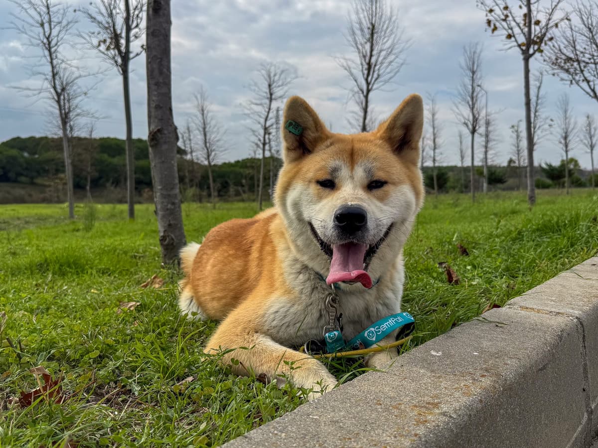 Yuki Melez Köpek, İstanbul