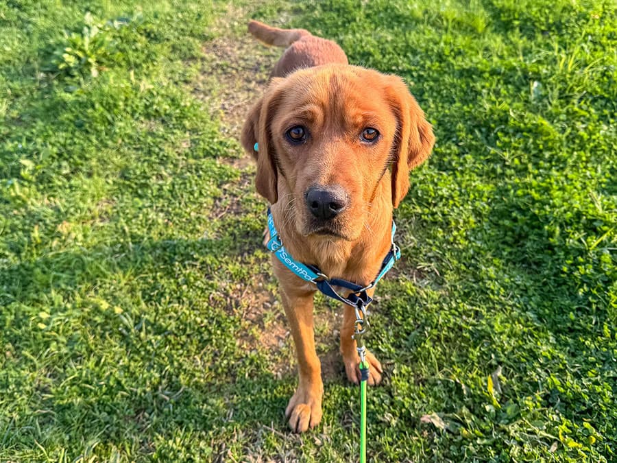 Fındık Melez Köpek, İstanbul