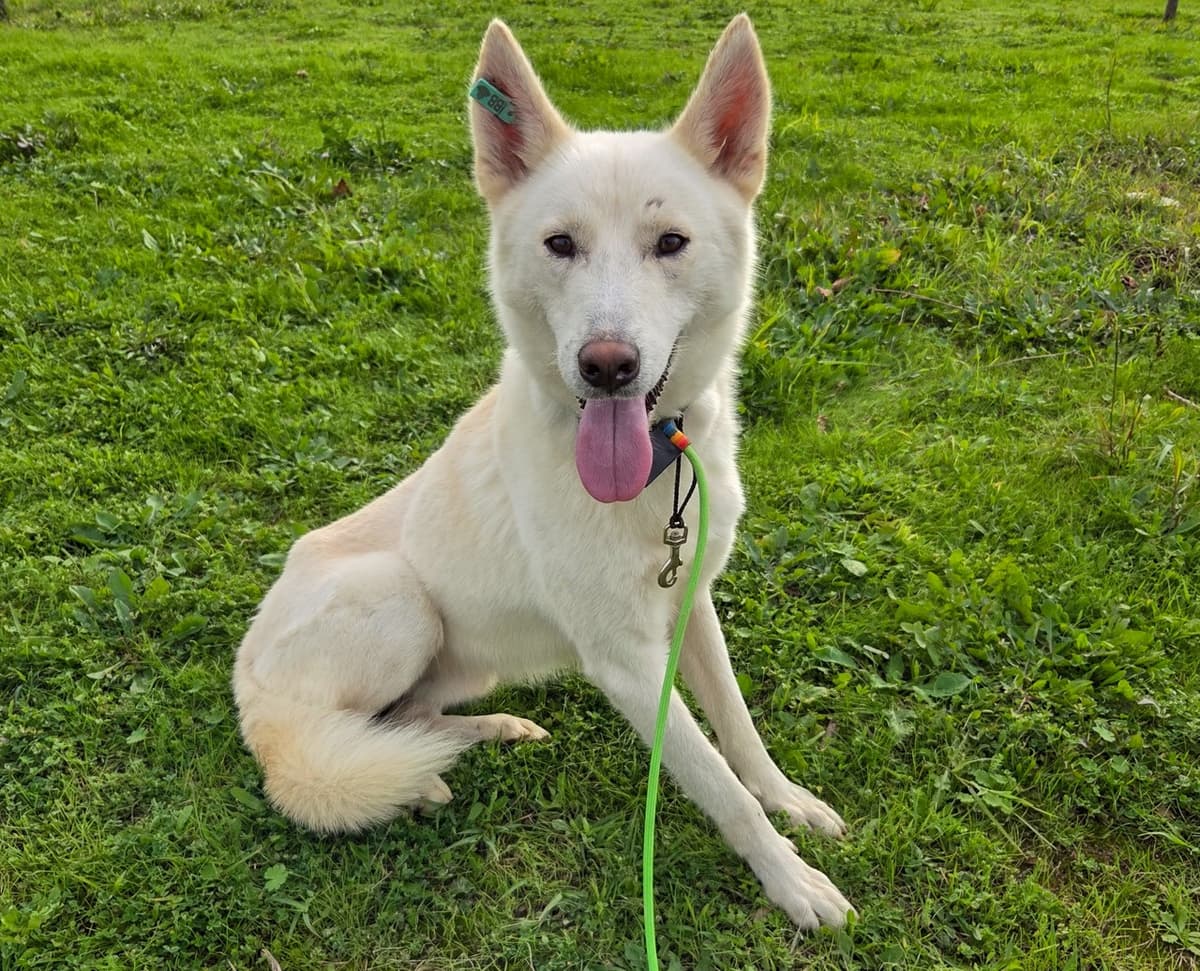 Sid Melez Köpek, İstanbul