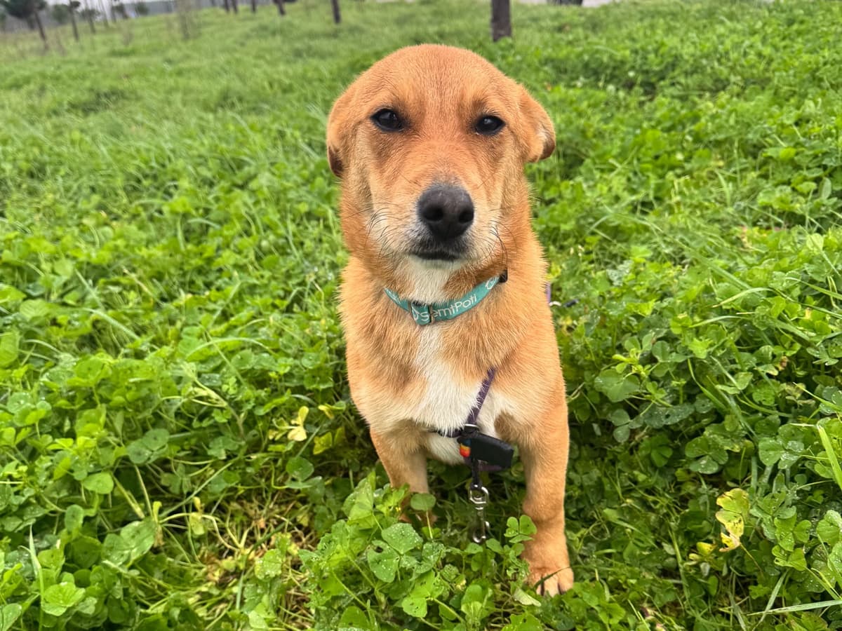 Joey Melez Köpek, İstanbul