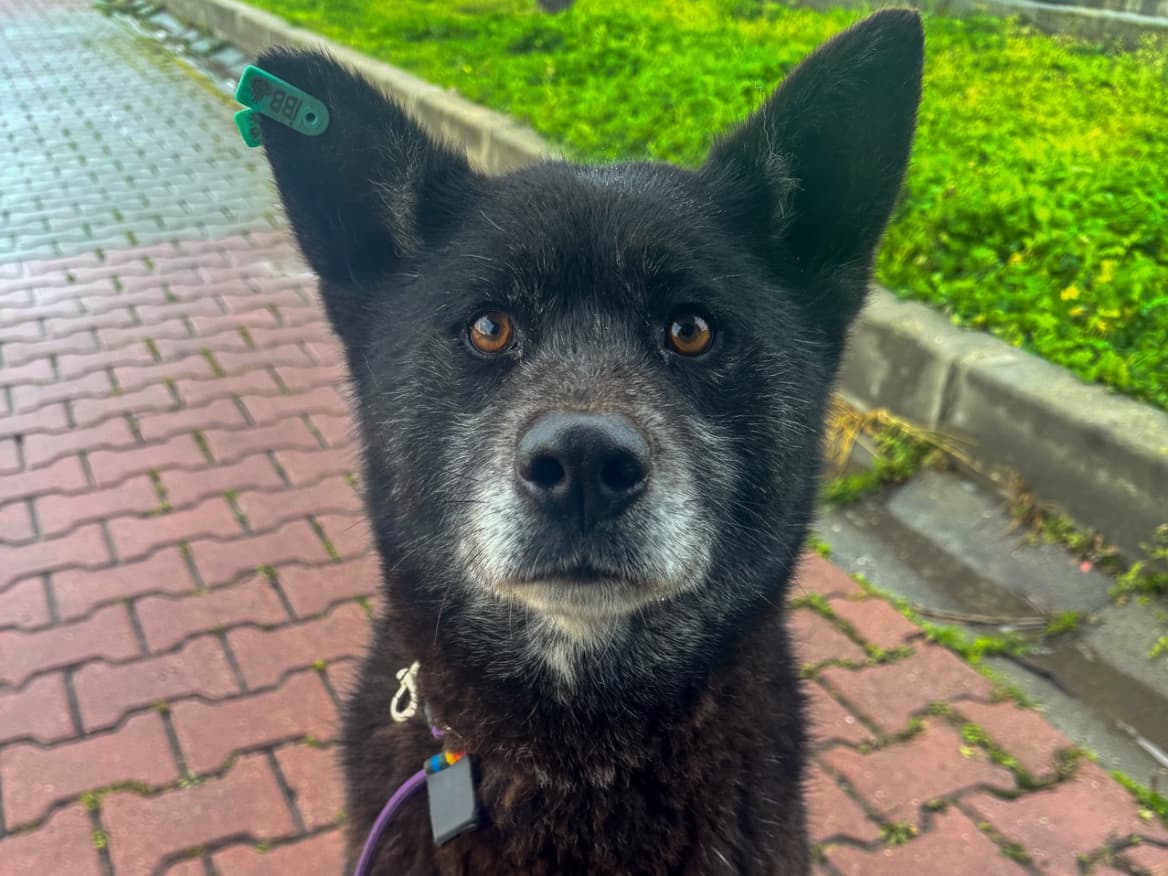 Beter Melez Köpek, İstanbul