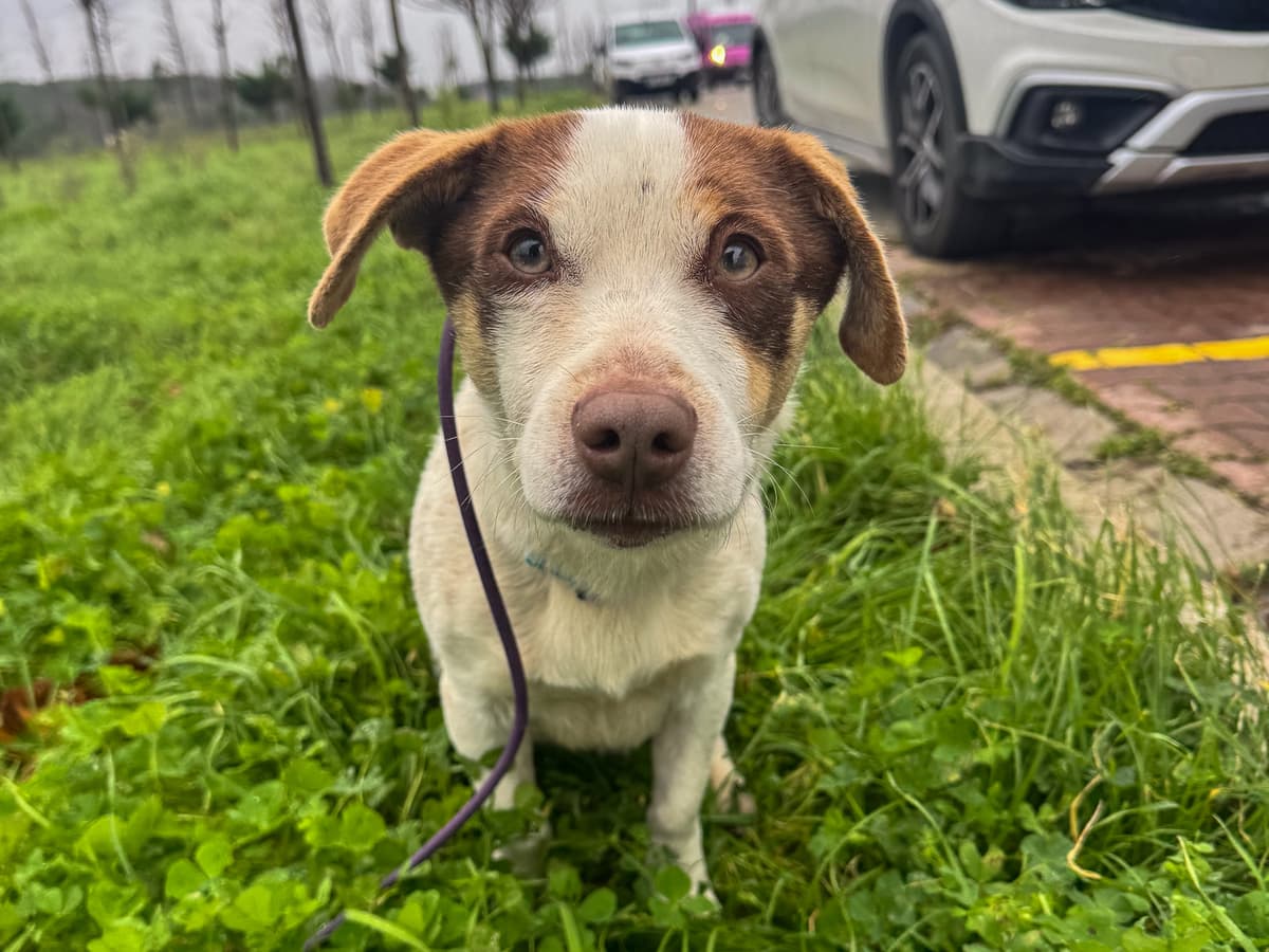 Moka Melez Köpek, İstanbul