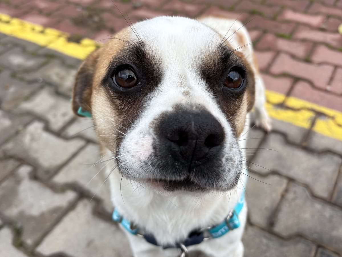 Boris Melez Köpek, İstanbul