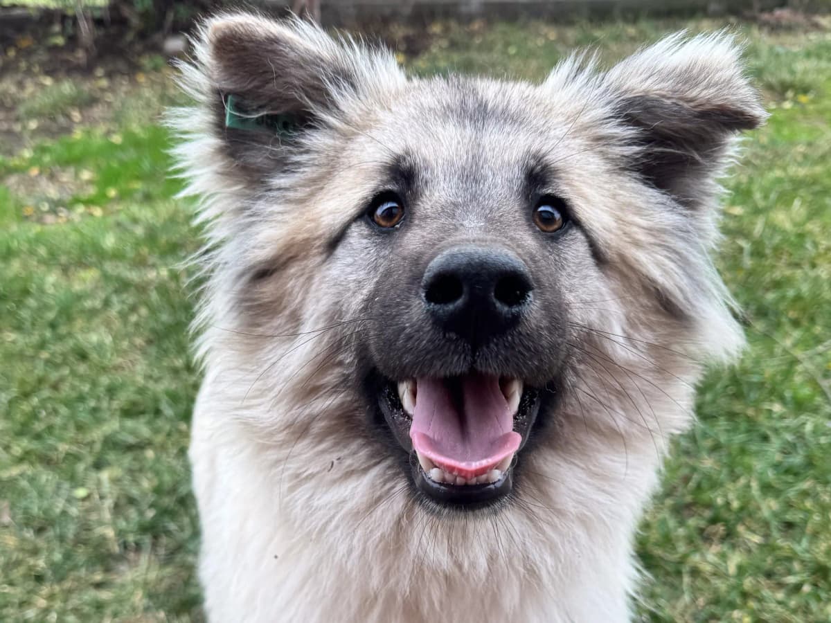 Pofpof Melez Köpek, İstanbul