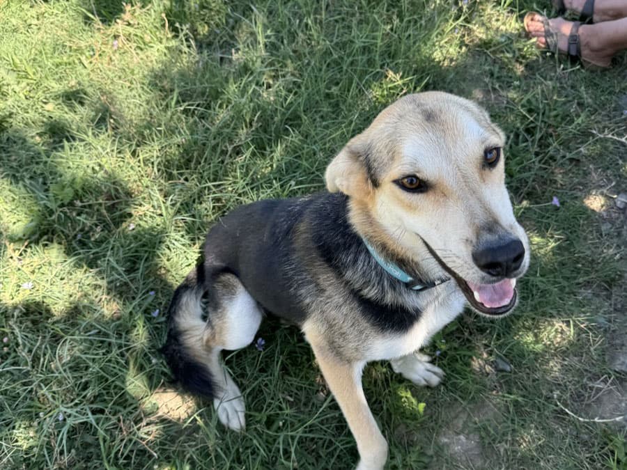 Efe Melez Köpek, İstanbul