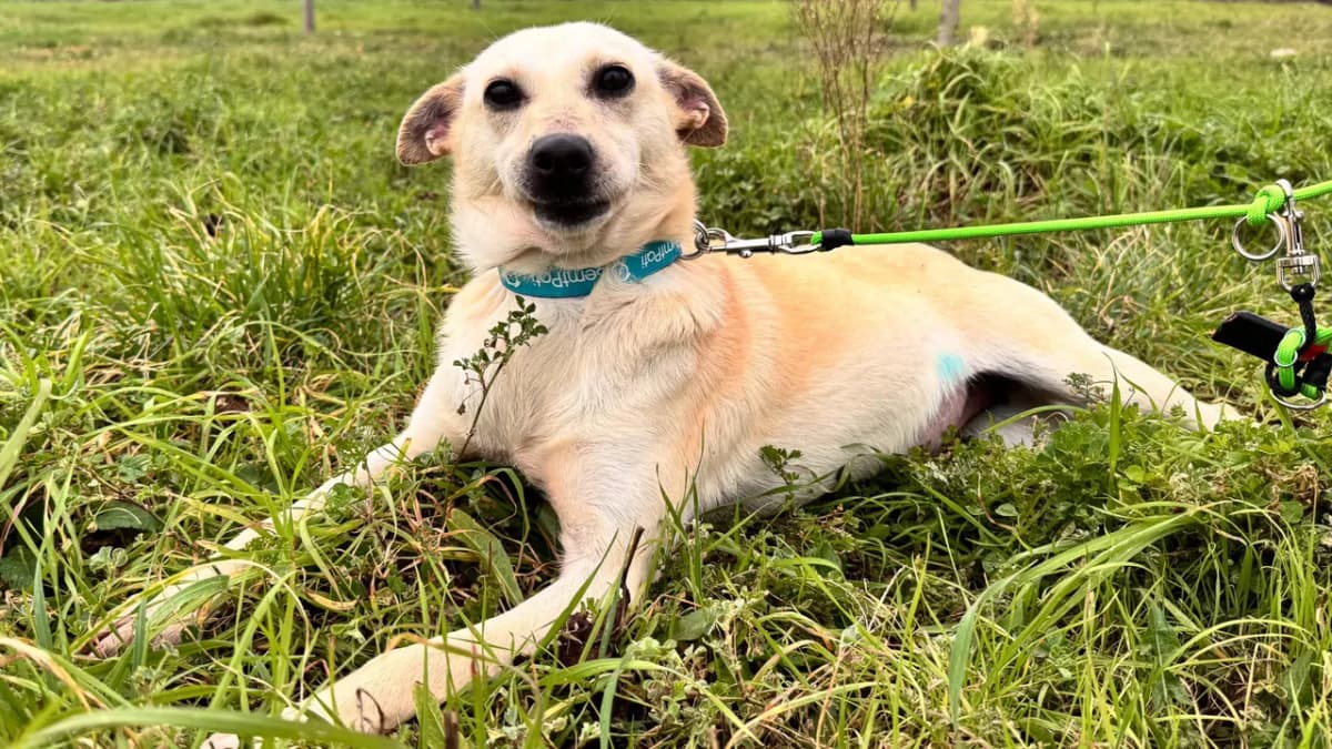 Mili Melez Köpek, İstanbul