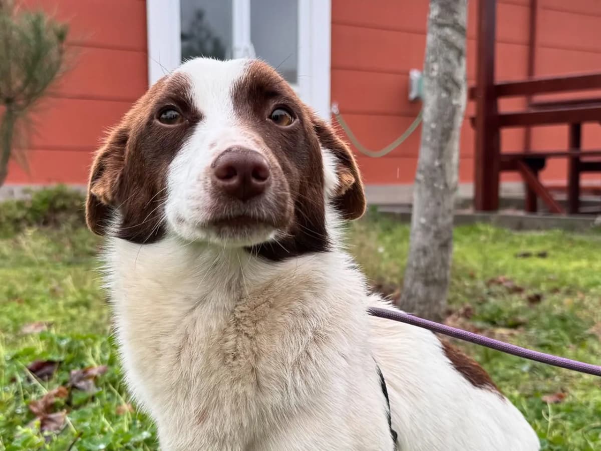 Hope Melez Köpek, İstanbul