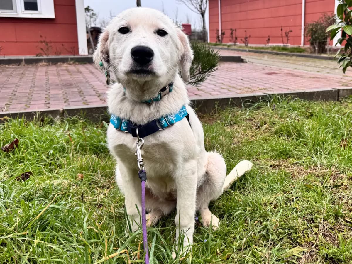 Lokum Melez Köpek, İstanbul