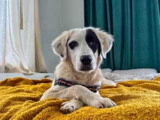 Maylo Melez Köpek, İstanbul