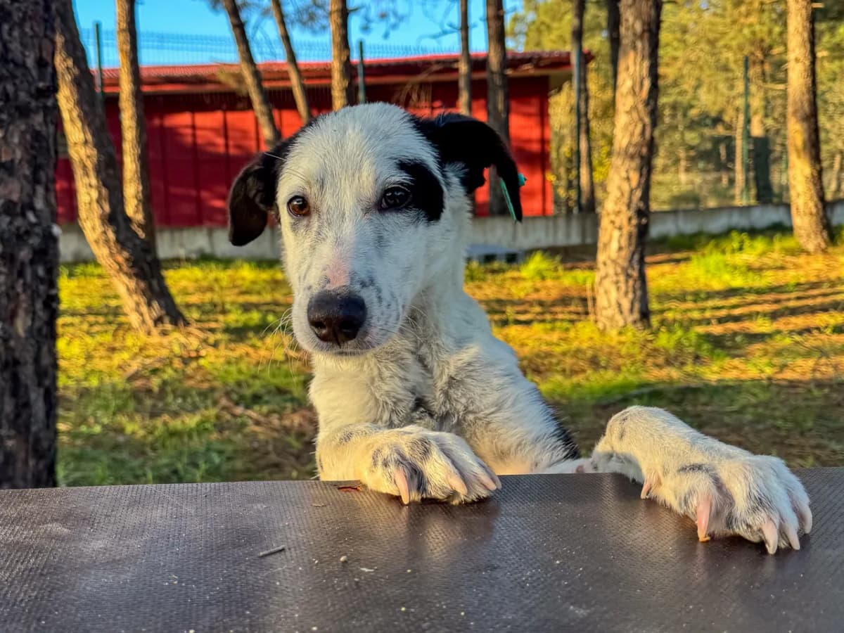 Kartal Melez Köpek, İstanbul