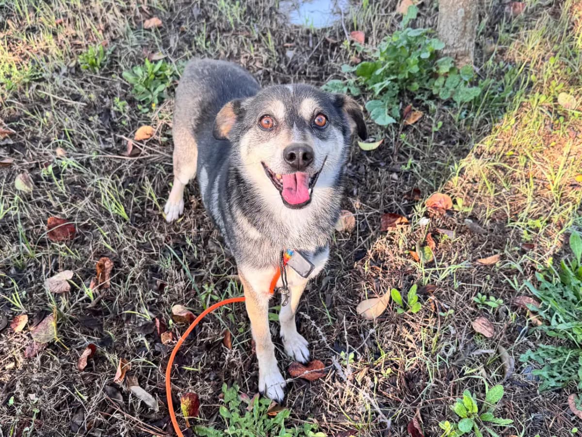 Sincap Melez Köpek, İstanbul