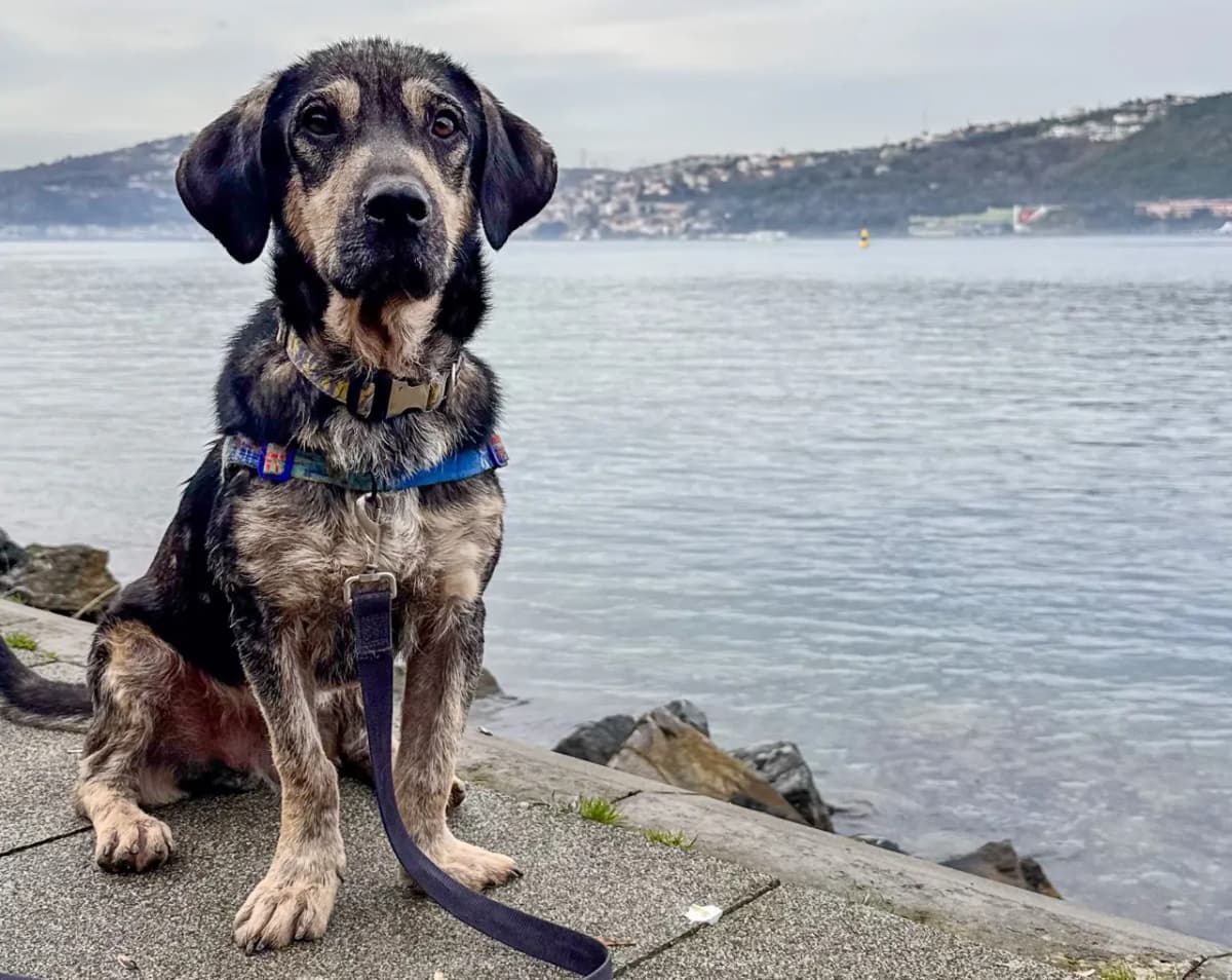 Happy Melez Köpek, İstanbul