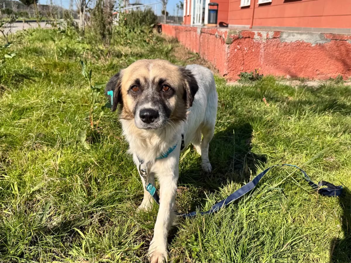 Niko Melez Köpek, İstanbul