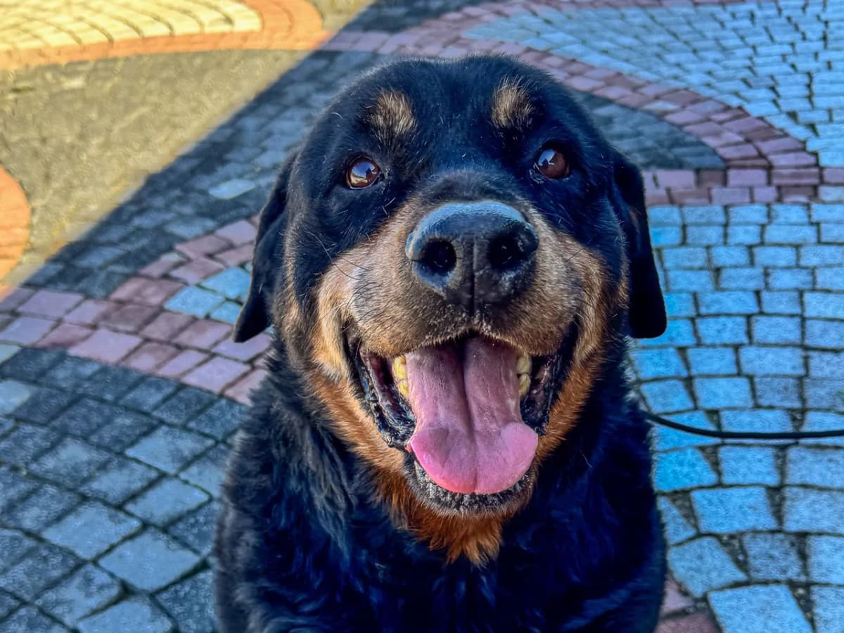 Lina Melez Köpek, İstanbul