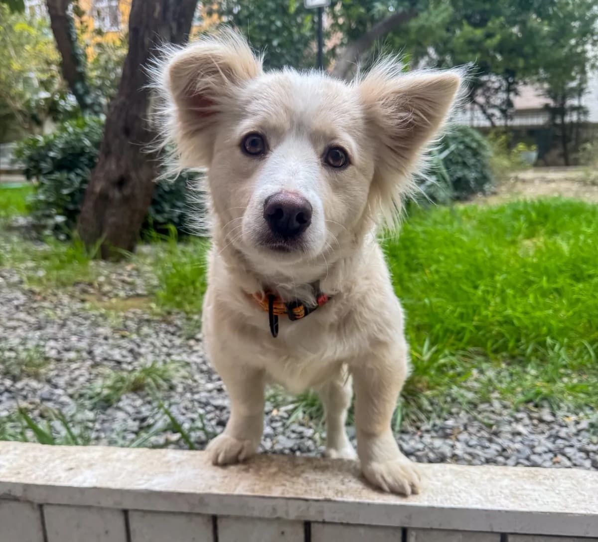 İrmik Melez Köpek, İstanbul