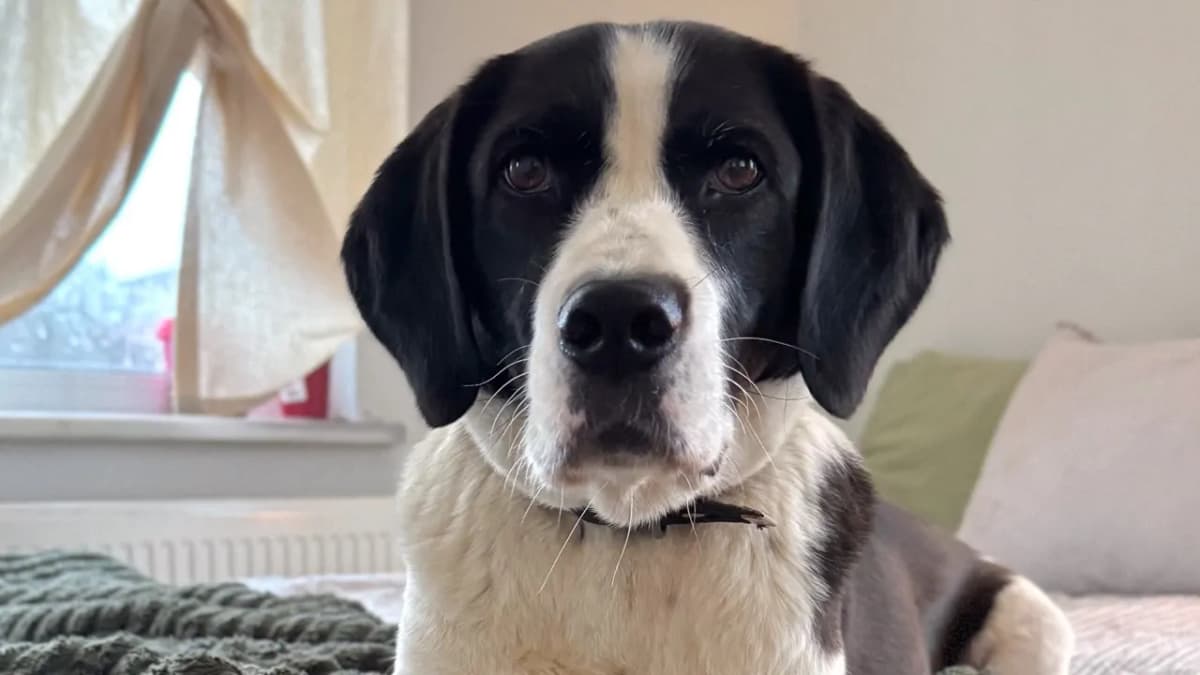 Şubat Melez Köpek, İstanbul