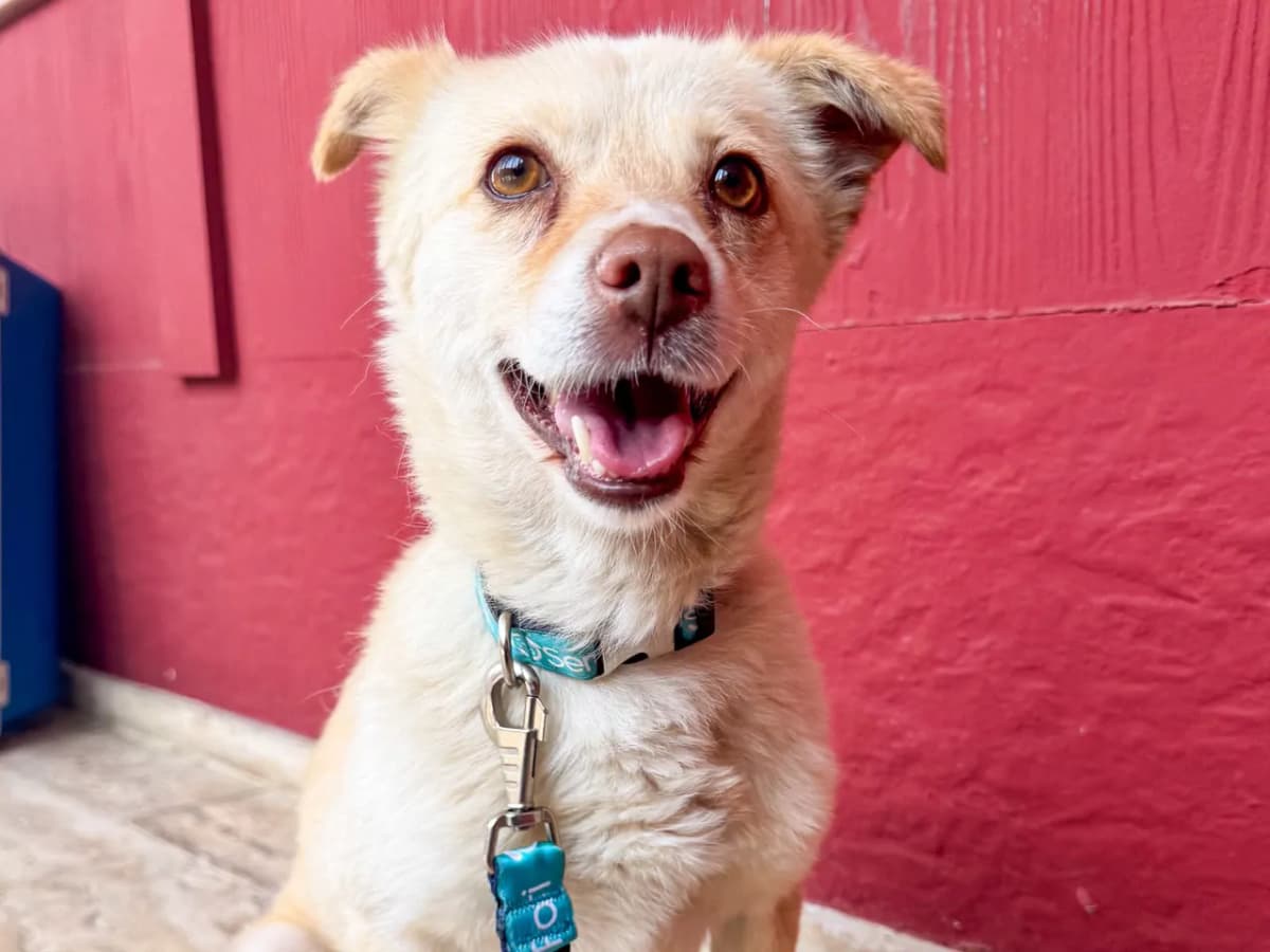 Nohut Melez Köpek, İstanbul