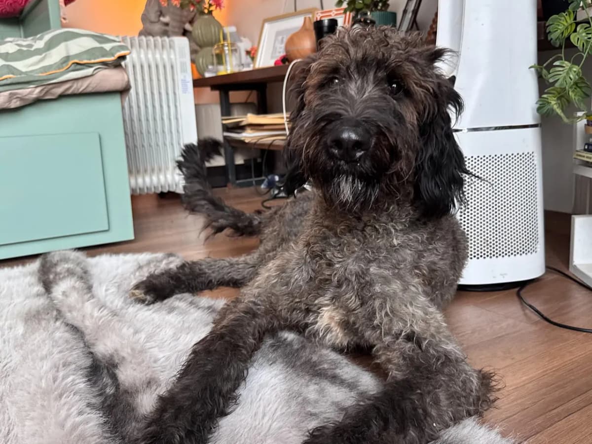 Bobo Melez Köpek, İstanbul