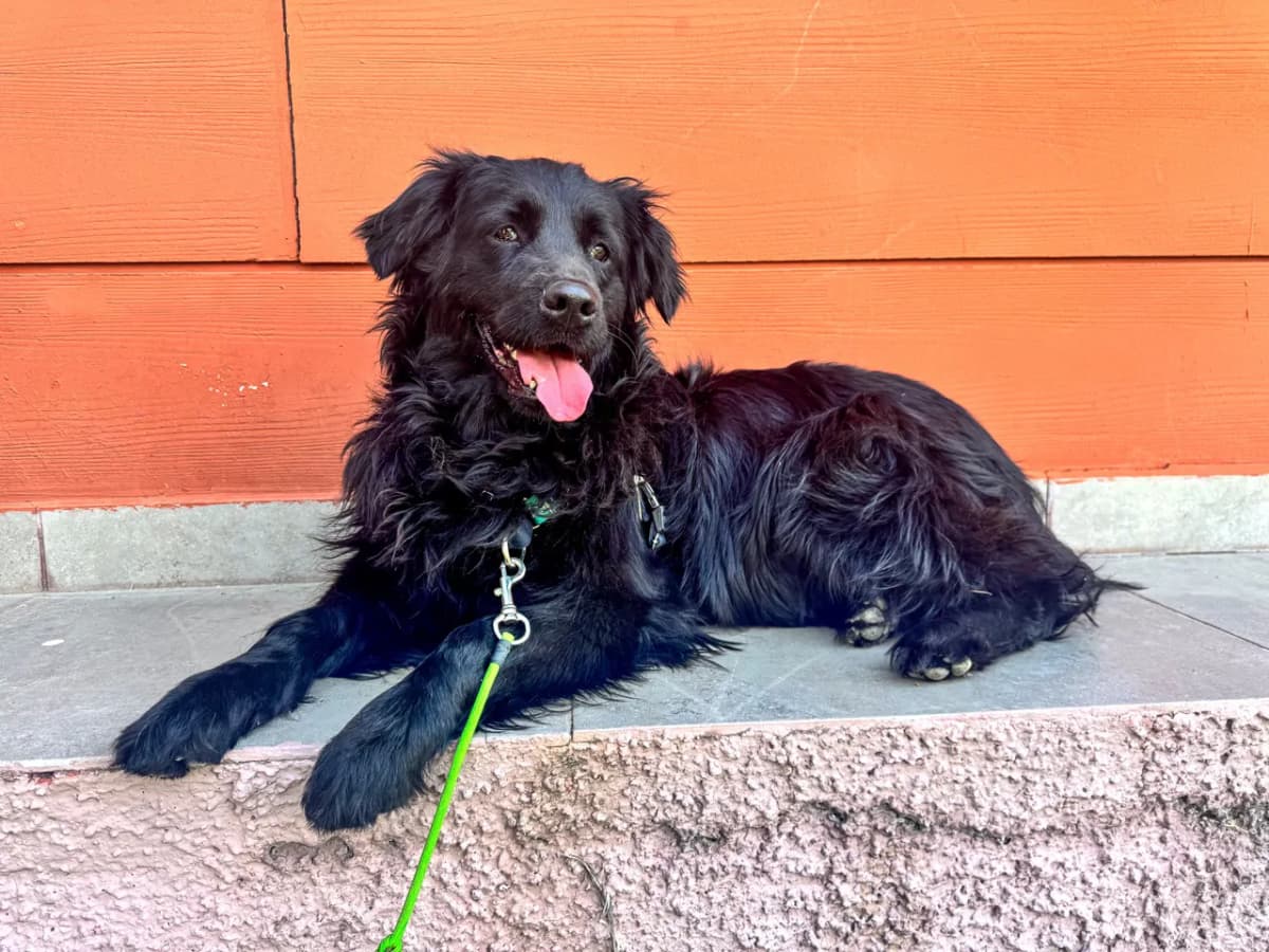 Kiki Melez Köpek, İstanbul
