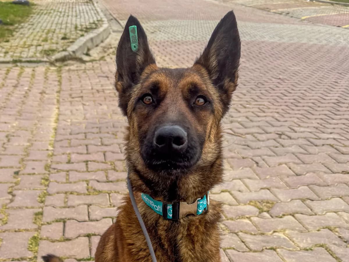 Rozi Melez Köpek, İstanbul