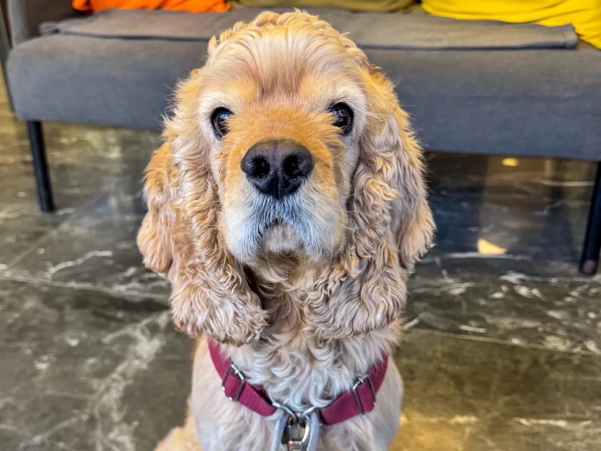 Prens Cocker Köpek, İstanbul